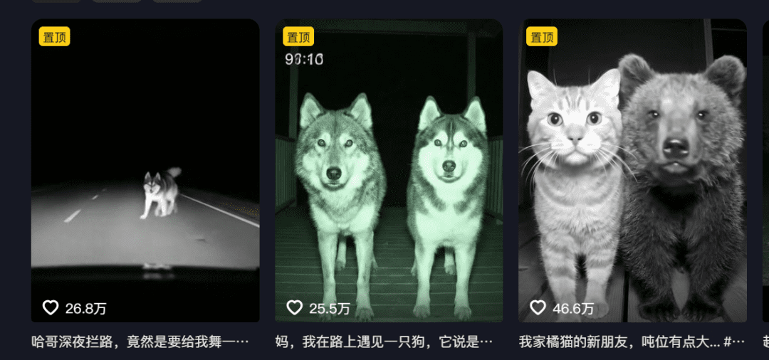 5分钟教你利用AI工具制作全网爆款的夜拍监控动物跳舞,条条破百万(附完整操作步骤)